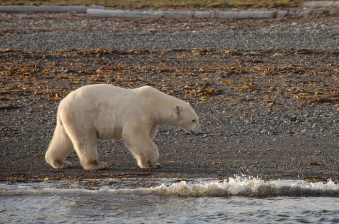 Шпицберген и встреча с белым мишкой Арктика, Шпицберген, Ледник, Фотограф, Белый медведь, Длиннопост