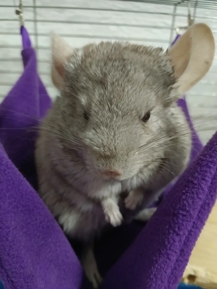 :) chinchilla - My, Chinchilla, Animals