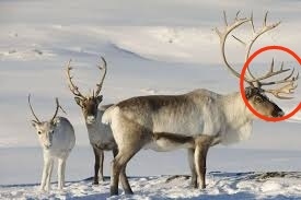 Guide to Deer Identification by Antlers - My, Deer, Fallow deer, Red deer, Elk, Wild animals, Horns, Spotted deer, Longpost