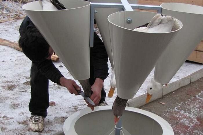      -      ,      .    ,   " ",         