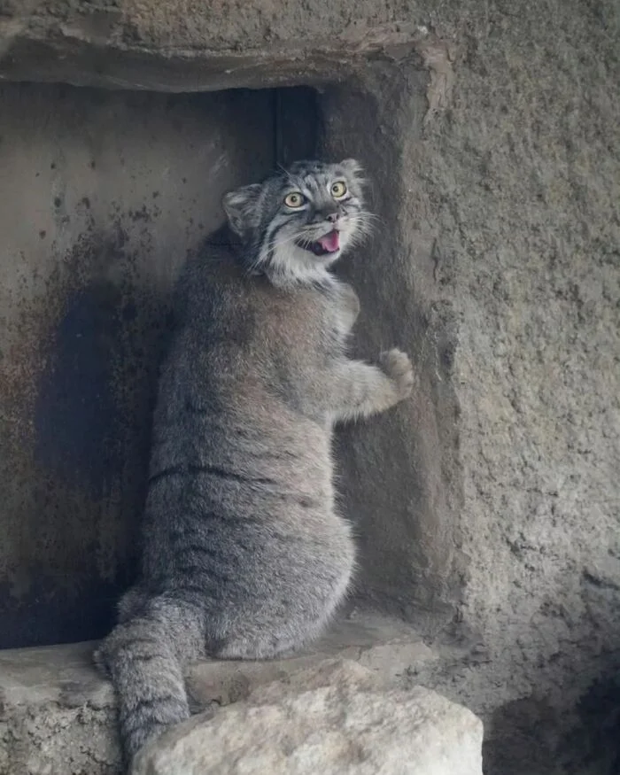 Teru is in a good mood - Wild animals, Predatory animals, Pallas' cat, Cat family, Small cats, Zoo, The photo, Young, Instagram (link)