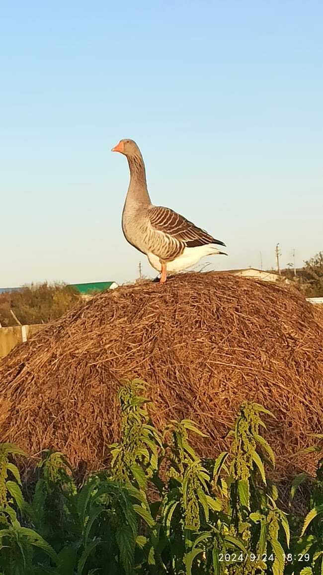 Climbing Goose - My, Гусь, Grey, Ordinary, The photo, Longpost