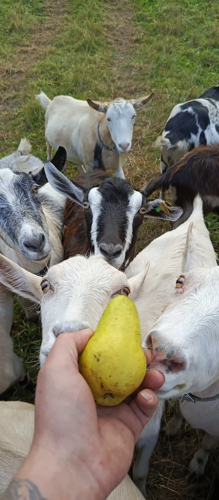 Pear absorber 3000 - My, Goat breeding, Goat, Pear, Walk, Longpost