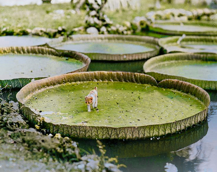 Подборка фотографий из прошлого, которые заставляют удивиться. 20 раскрашенных фотографий из XIX-ХХ века. Часть X Историческое фото, Старое фото, Фотография, Колоризация, 19 век, 20 век, Длиннопост