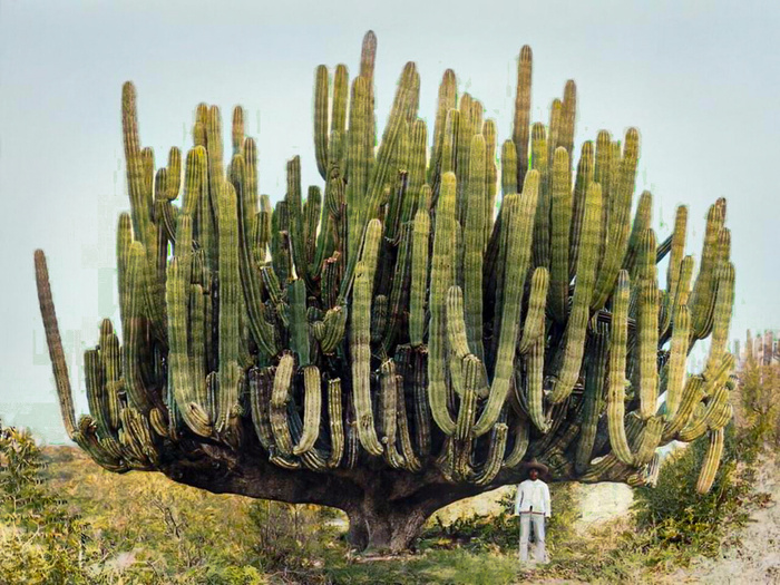 Подборка фотографий из прошлого, которые заставляют удивиться. 20 раскрашенных фотографий из XIX-ХХ века. Часть X Историческое фото, Старое фото, Фотография, Колоризация, 19 век, 20 век, Длиннопост