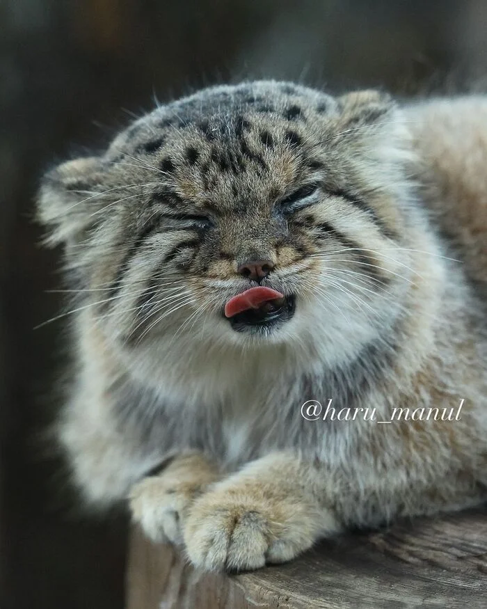 Teaser - Predatory animals, Wild animals, Cat family, Pallas' cat, Zoo, Small cats, The photo