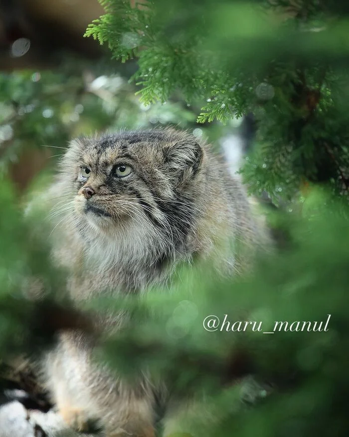 Pretty Polly - Predatory animals, Wild animals, Cat family, Zoo, Pallas' cat, Small cats, The photo