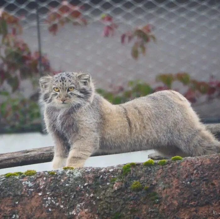 So, I woke up. Where is my lunch? - Predatory animals, Wild animals, Cat family, Pallas' cat, Zoo, Small cats, The photo, Young, Longpost