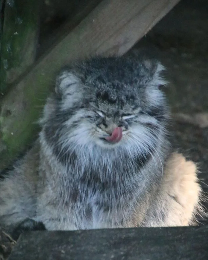 Lushenka-soul and daughters - Predatory animals, Wild animals, Cat family, Pallas' cat, Zoo, Small cats, The photo, Young, Longpost