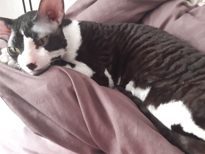 Про Одиссея, умного и красивого котика