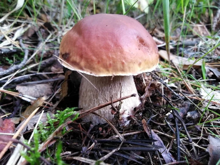 I'll tell you a story... - My, Ural, Story, Porcini, Mushroom pickers, Mycelium, The photo, Longpost