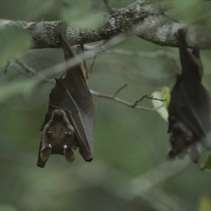 Fruit bat - Bats, Bats, Wild animals, wildlife, National park, Africa, The photo