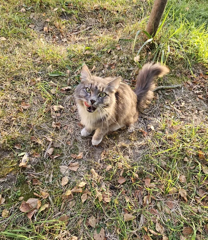 Kitty in good hands - My, Saint Petersburg, Leningrad region, Fluffy, No rating, Homeless animals, Pets, In good hands, cat, Longpost