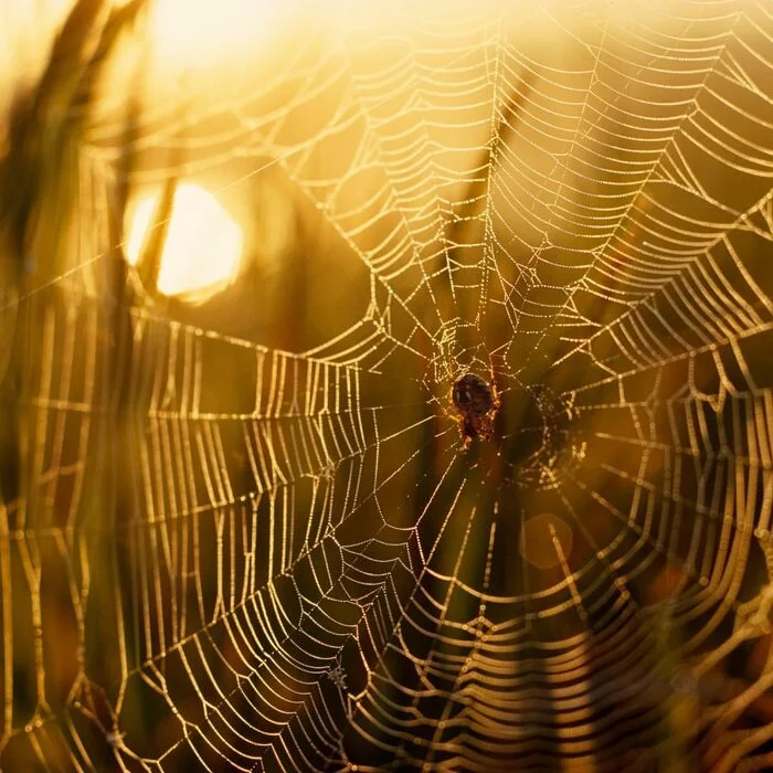 Orb-weaver spider in the rays of the setting sun - Spider, Arthropods, Web, Wild animals, wildlife, Sunset, The sun, North America, The photo