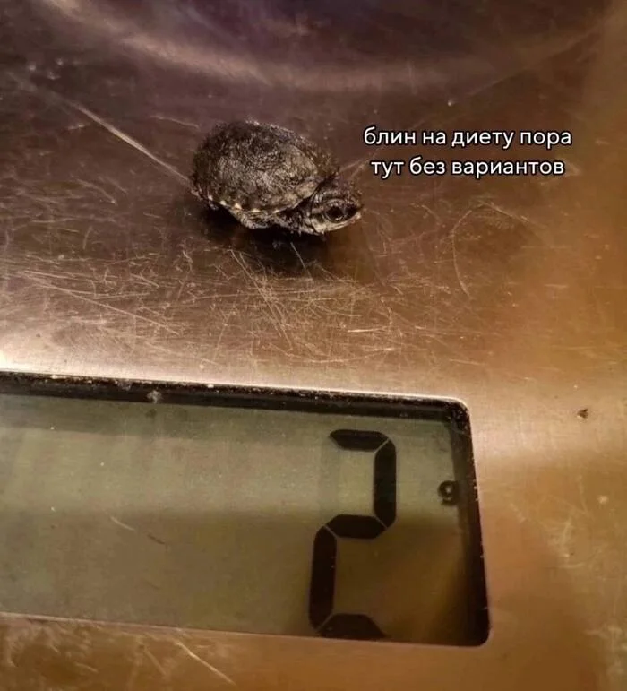 It's time - Humor, Picture with text, Memes, Turtle, Weight, Telegram (link)