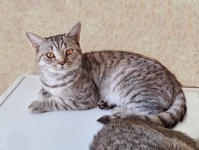 A young cat Stepa, a crossbreed of a British cat, betrayed by his owners, is looking for a home - My, In good hands, Homeless animals, Overexposure, No rating, The rescue, cat, Cat lovers, Moscow, Longpost