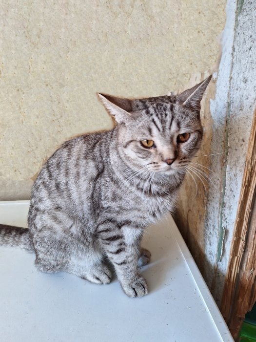 A young cat Stepa, a crossbreed of a British cat, betrayed by his owners, is looking for a home - My, In good hands, Homeless animals, Overexposure, No rating, The rescue, cat, Cat lovers, Moscow, Longpost