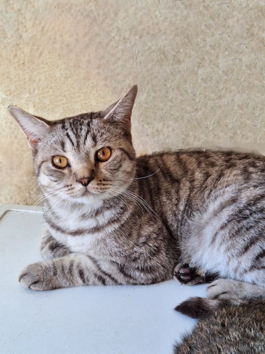 A young cat Stepa, a crossbreed of a British cat, betrayed by his owners, is looking for a home - My, In good hands, Homeless animals, Overexposure, No rating, The rescue, cat, Cat lovers, Moscow, Longpost