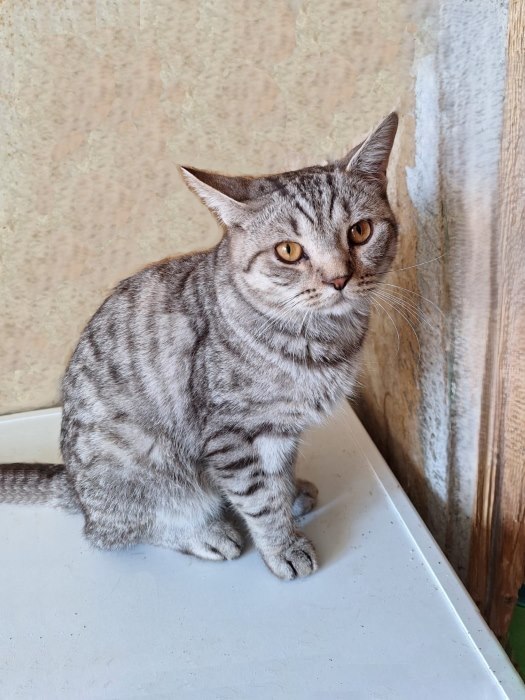 A young cat Stepa, a crossbreed of a British cat, betrayed by his owners, is looking for a home - My, In good hands, Homeless animals, Overexposure, No rating, The rescue, cat, Cat lovers, Moscow, Longpost