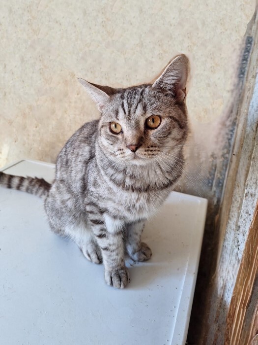 A young cat Stepa, a crossbreed of a British cat, betrayed by his owners, is looking for a home - My, In good hands, Homeless animals, Overexposure, No rating, The rescue, cat, Cat lovers, Moscow, Longpost