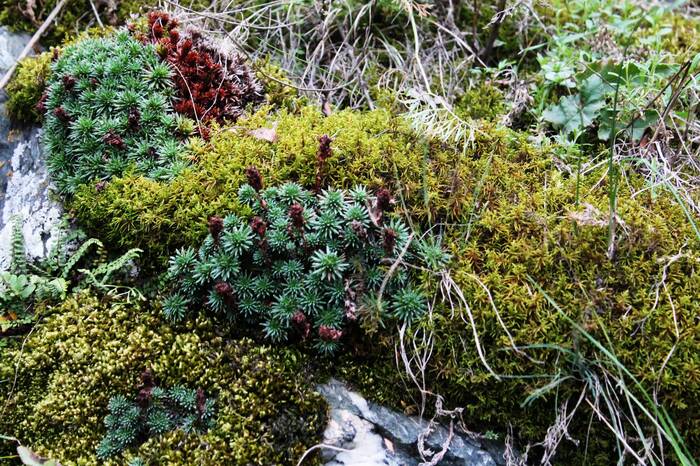 Contemporaries of dinosaurs - My, The photo, Nature, Moss, Lichen, Relict plants, The nature of Russia