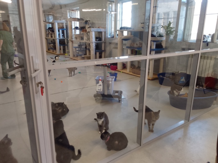 Один котик хочет выйти.обратите внимание на кошку на переднем плане в розовом ошейнике,он ее душит,у нее проплешины. Поотдаль кот в лежанке в странной позе как под веществами