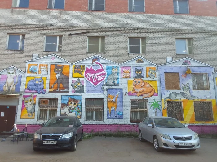 Feedback on the shelter Devoted Heart (founder N. Avlasevich) in St. Petersburg - My, Helping animals, Homeless animals, Shelter, Animal shelter, Longpost
