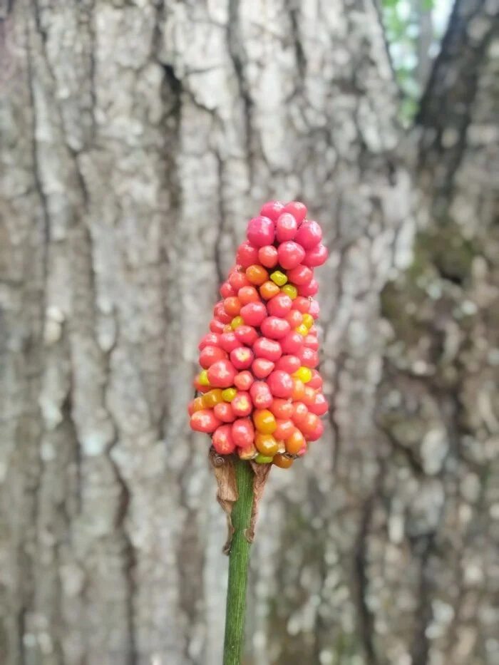 Arisaema serratum. Аризема пильчатая - Моё, Растения, Лес, Мобильная фотография, Длиннопост