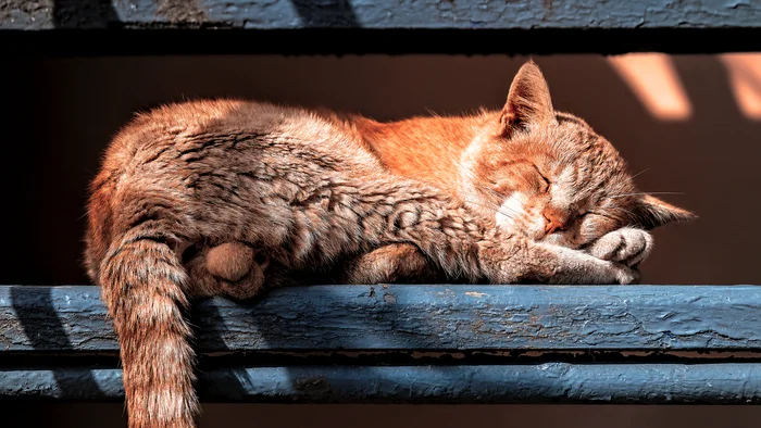 Ginger - My, The photo, Canon, Street photography, City walk, cat, Redheads, Beginning photographer, Crimea, Evpatoria