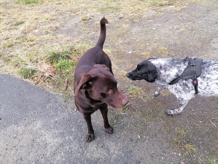 Четвероногие стихи)