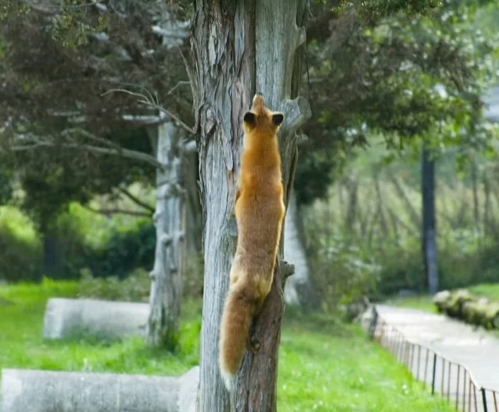 When the crow refuses to give in to trickery and drop the cheese... - The photo, Fox, Animals, In the animal world, Tree