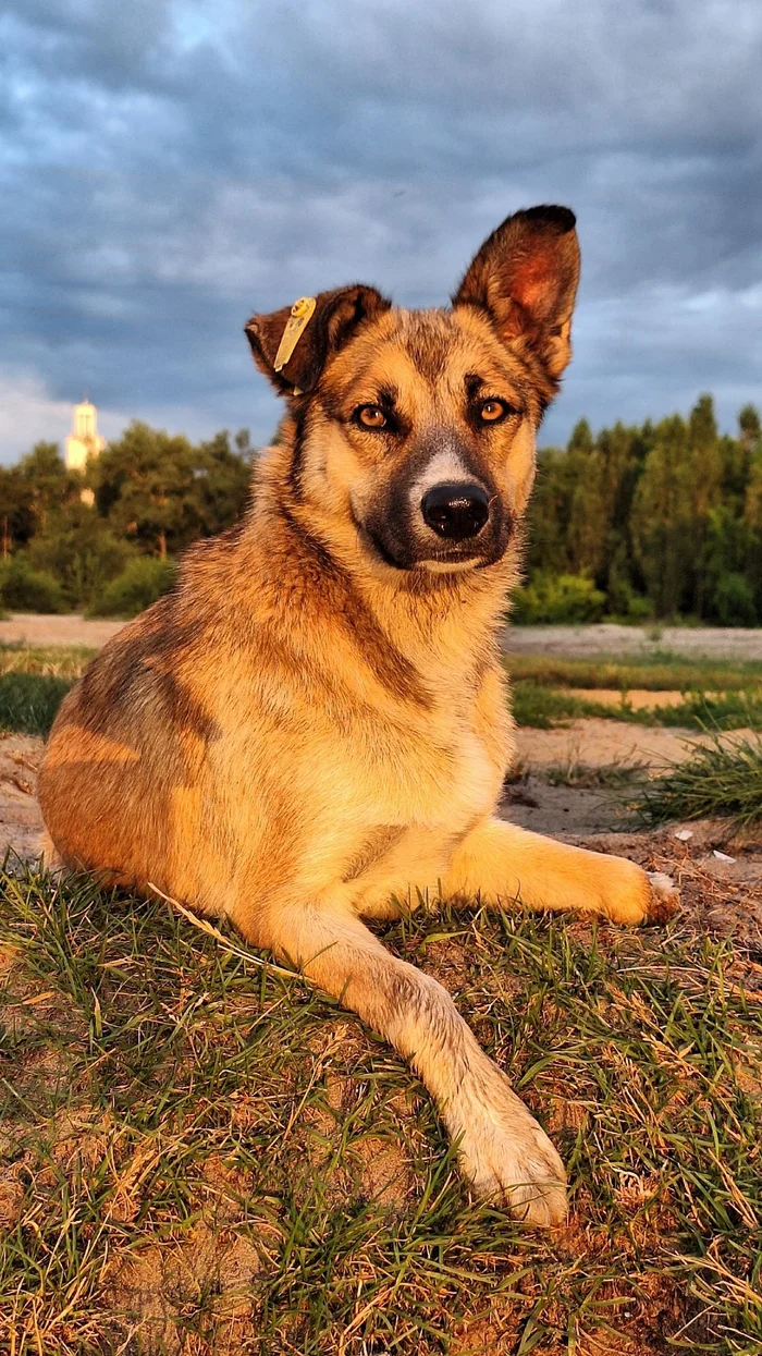 Who poses better? - My, Dog, cat, Animals, Pets, The photo, Mobile photography, Portrait, friendship, Fluffy, Voronezh, Longpost