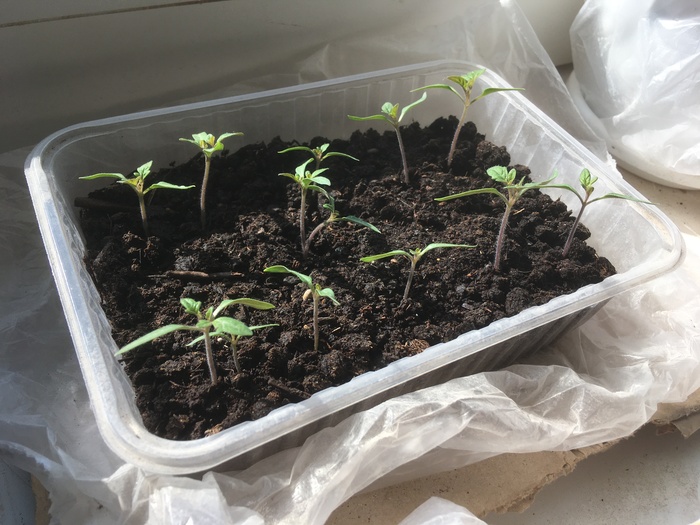 Что делать с черри?