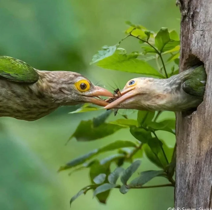 Care - Birds, The photo, wildlife, Wild animals, Hollow, Care, Telegram (link)