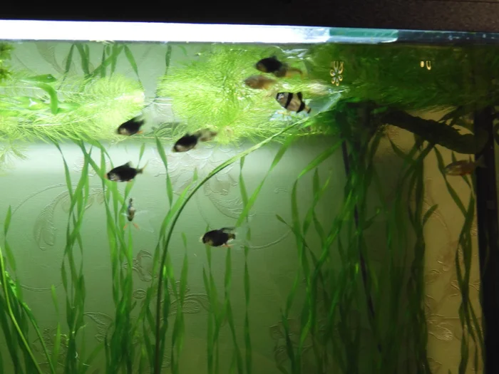 Barbs. Real reviews from experts and aquarists about keeping Sumatran barbs and fire barbs. - Series Underwater world, My, Aquarium, Barbs, Aquarium, Aquarium fish, Longpost