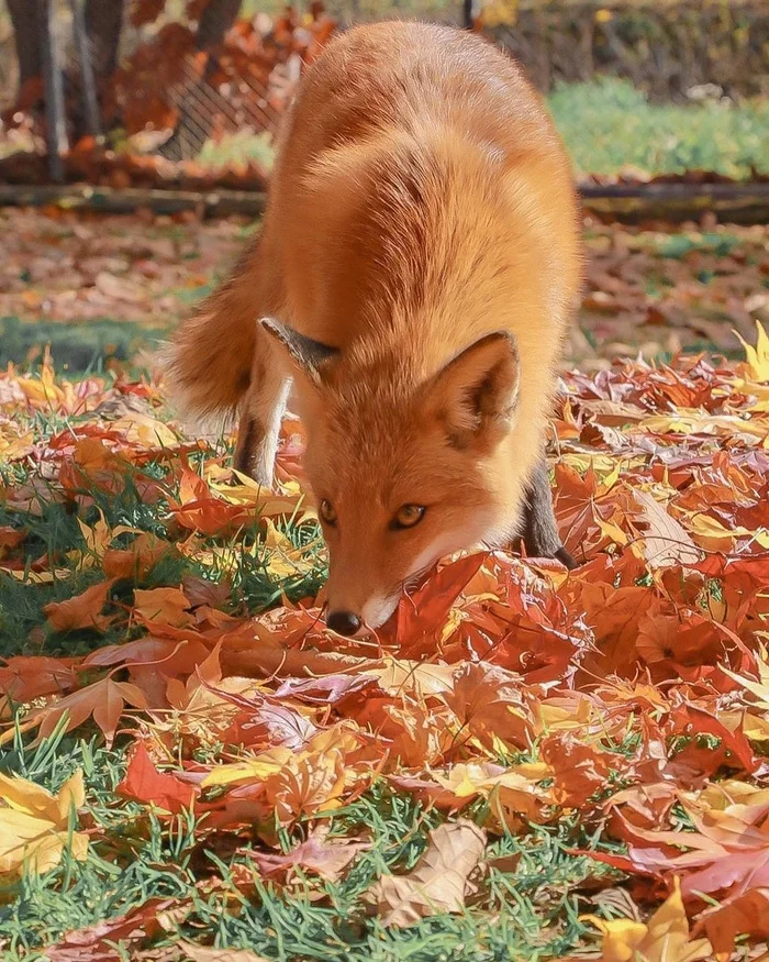 Autumn, foxes burn ships... - The photo, Fox, Foliage, Animals, In the animal world, Autumn