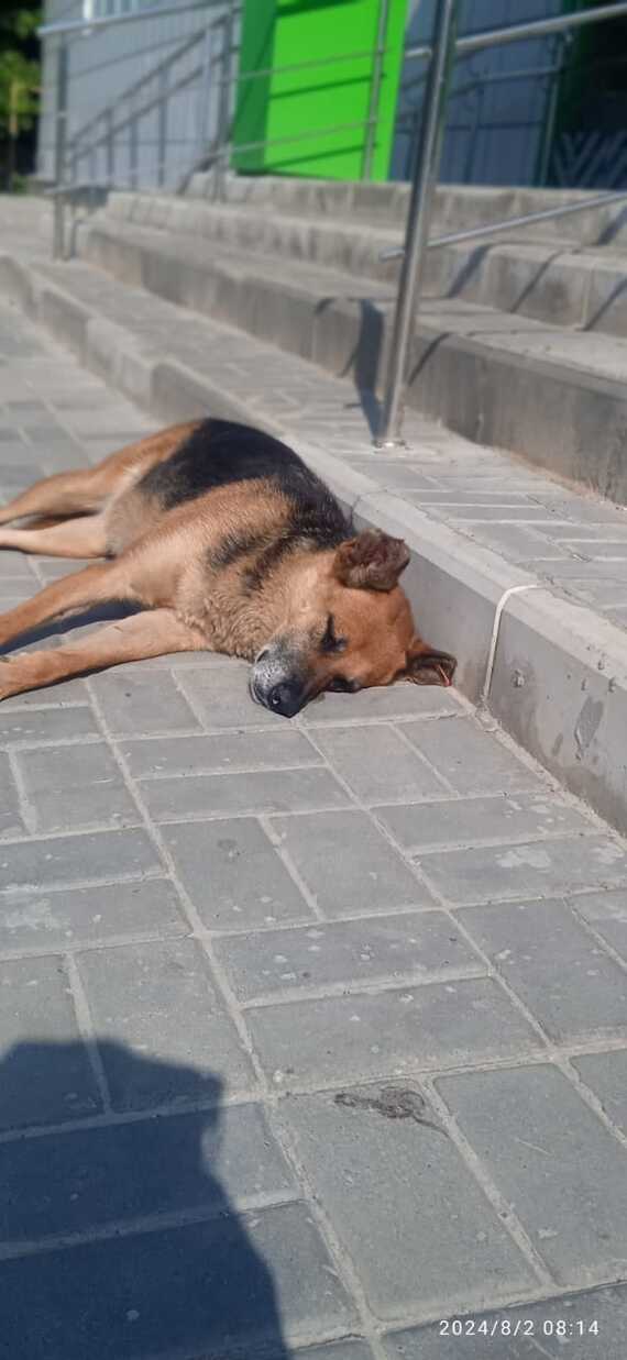 This winter may be the last for the granny at the store Call 89093825019 - Animal shelter, Sheepdog, In good hands, Dog