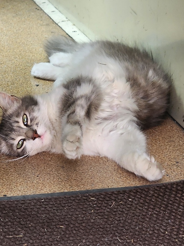 ������ ����