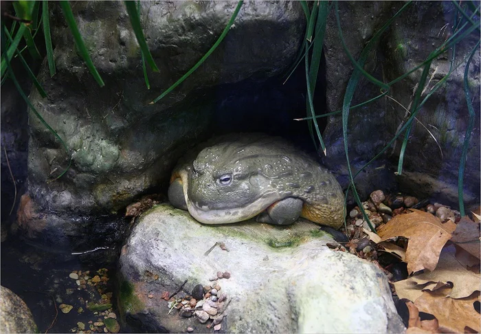 Со средой чуКВАки и чуКВАкессы :) - Фотография, Жаба, Среда, It Is Wednesday My Dudes