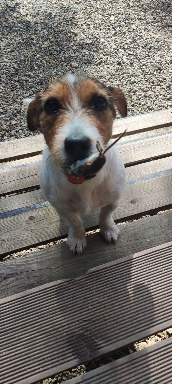 The Breadwinner - My, Jack Russell Terrier, Mouse, Mining, Chusovaya, Dryness, Dog, The photo