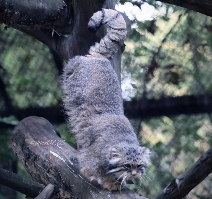 Question... - Pallas' cat, Small cats, Predatory animals, Zoo, Wild animals, Cat family