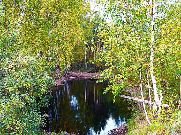 Лесное зеркало