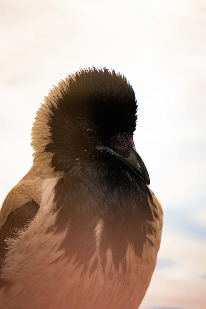 Crow - Animals, Crow, Zoo, The photo, Longpost