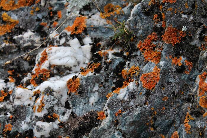 Underfoot - My, The photo, Nature, Lichen, Rocks