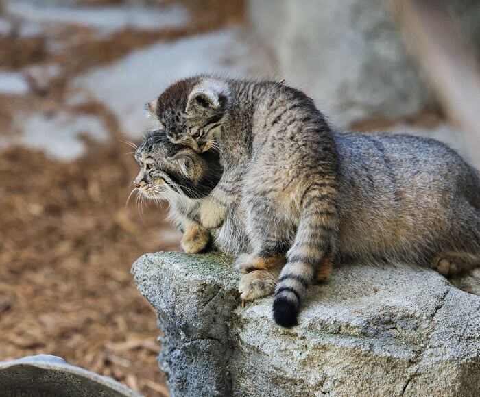 Tiina and the Moose Cubs - Predatory animals, Wild animals, Cat family, Pallas' cat, Zoo, Small cats, The photo, Young, Longpost