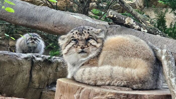 It's in the back, right?! - Predatory animals, Wild animals, Cat family, Pallas' cat, Zoo, The photo, Small cats