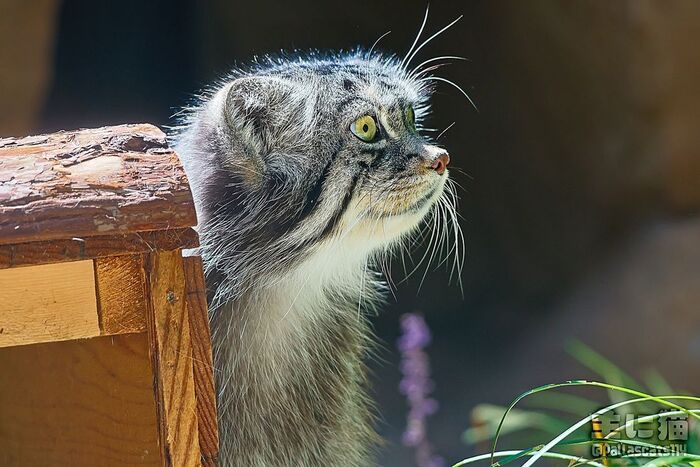 Snubnose - Predatory animals, Wild animals, Cat family, Pallas' cat, Zoo, Small cats, The photo