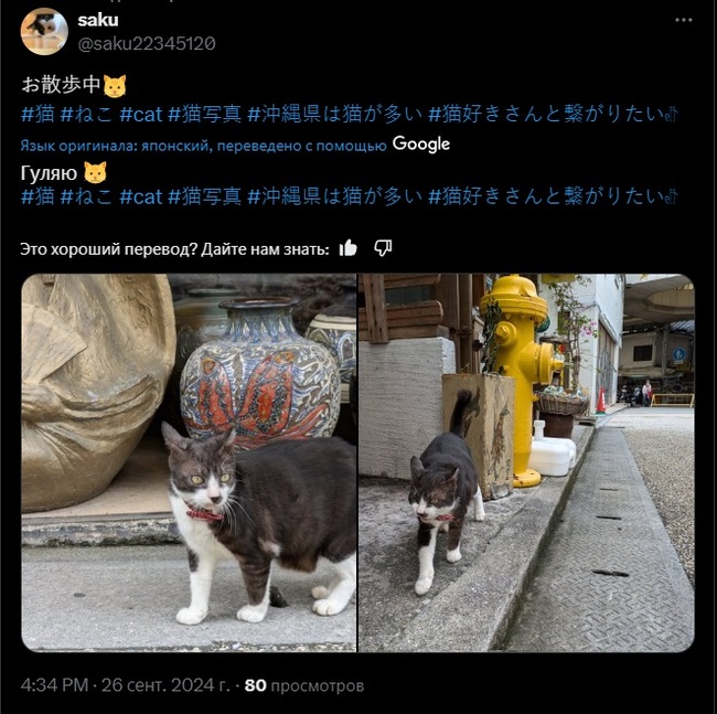 By myself - cat, Twitter (link), Paws, Sight, Japan, Longpost