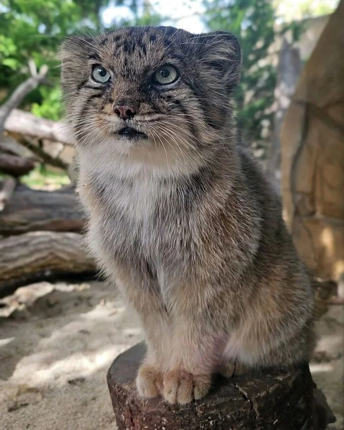 Good boy - Predatory animals, Wild animals, Cat family, Pallas' cat, Zoo, The photo, Small cats