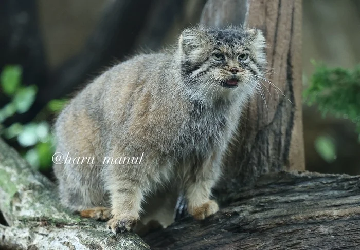 I see meat - Predatory animals, Wild animals, Cat family, Pallas' cat, Zoo, Small cats, The photo